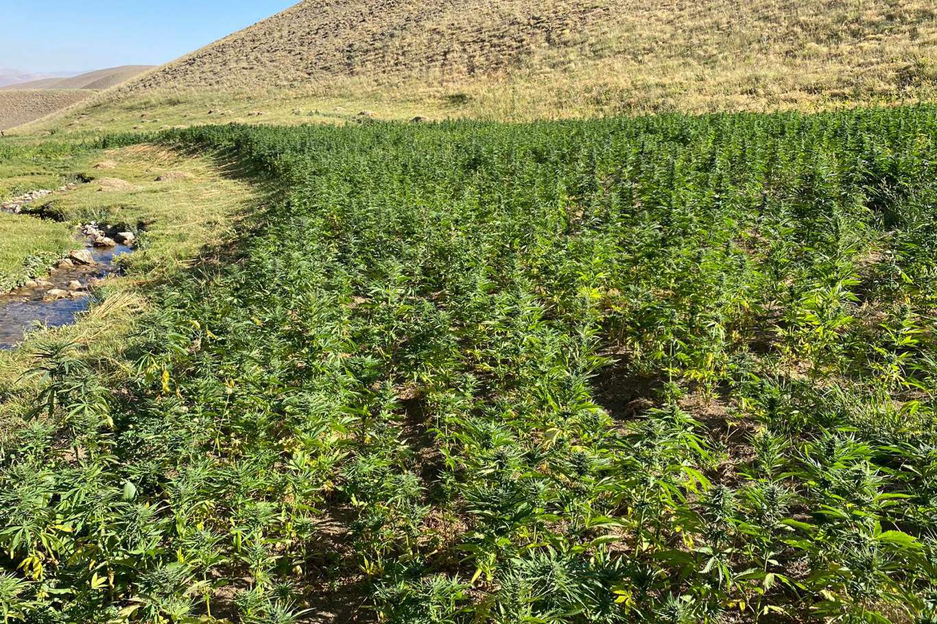 PKK operasyonunda bir milyon 560 bin kök keneviri ele geçirildi PKK operasyonunda bir milyon 560 bin kök keneviri ele geçirildi